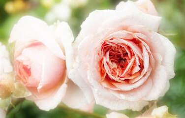 Pink roses flowers close-up, soft focus. Spring summer floral background.