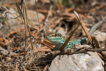 The lizard Lacerta viridis sits on a stone under the sun on a green background. Detailed image of a colorful lizard.