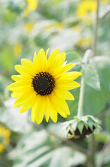 Obraz premium ひまわり,ヒマワリ,向日葵,sunflower