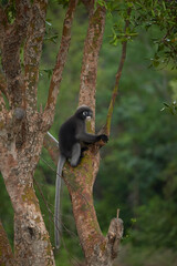 A leaf monkeys climbing  the tree