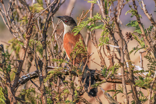 Tiputip bird (Centropus superciliosus) at Kruger National Park, South Africa