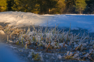 Obraz na płótnie Canvas frozen plants / grass in winter forest with snow
