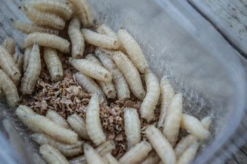 Close up of white maggot. Fishing maggot bait