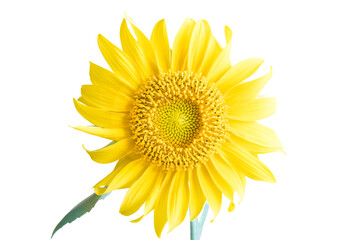 Naklejka premium Beautiful young sunflower isolated on white background.