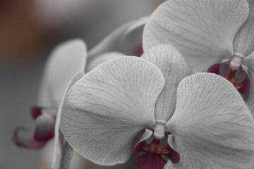 胡蝶蘭の花