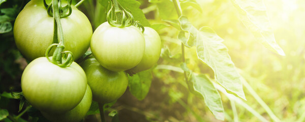 Fresh green tomatoes in the garden