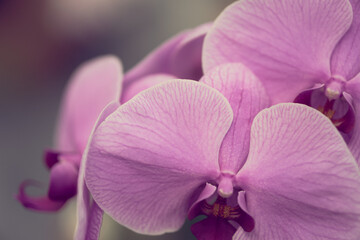 ピンク色の胡蝶蘭の花