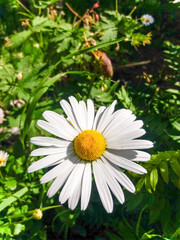 Fototapeta premium A chamomile flower stretches towards the sun on one of the warm days in northern Russia.