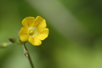 yellow flower in the garden