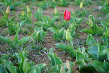 Obraz na płótnie Canvas Spring tulip buds and flowers