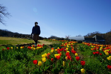 Fototapeta na wymiar Red and yellow tulip flowers