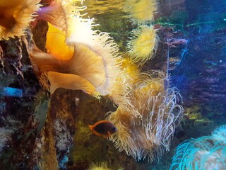 aquarium