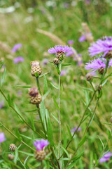 Wiesenblume