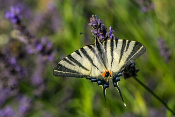 Large yellow scarce swallowtail butterfly with black stripes and its wings spread sitting on lavender flower sucking on nectar on a sunny summer day in a garden. Blurry green and blue background.