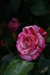 Variegated Red and White Flower of Rose 'toi toi toi!' in Full Bloom
