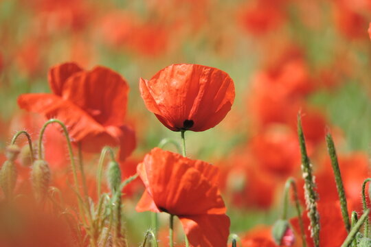 Eaton Bilder Durchsuchen 661 Archivfotos, und Videos