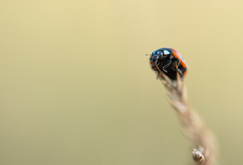 Small red ladybug.  Soft and blurry background. Macro photo..