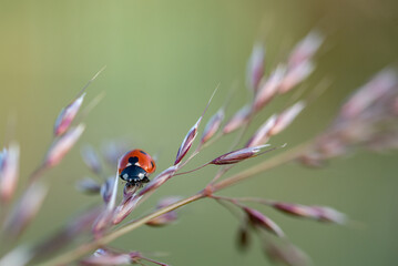 Small red ladybug.  Soft and blurry background. Macro photo..