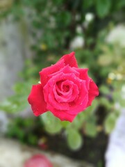 red rose in garden