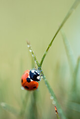 Small red ladybug.  Soft and blurry background. Macro photo..