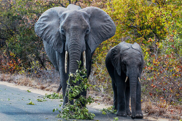 African elephants (mother and elephant calf) approaching at Kruger National Park, South Africa