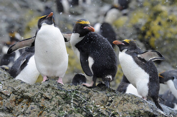 The macaroni penguin (Eudyptes chrysolophus) , One of six species of crested penguin