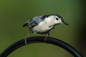 blue tit on a branch