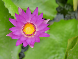 Close-up of lotus flower on the pond.