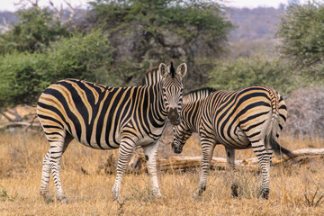 Fototapeta na wymiar Two zebras (one looking to camera) at Kruger National Park, South Africa