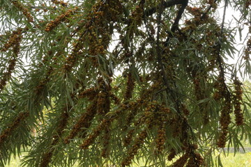 
Yellow sea buckthorn berries ripen on the branches of a thorny bush in summer