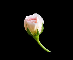 A variety of flowers isolated on black background