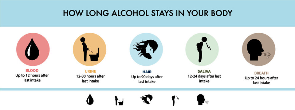 How Long Alcohol Stays In The Body