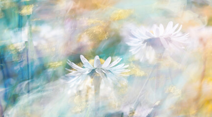 Białe kwitnące stokrotki z kolorowym tłem
