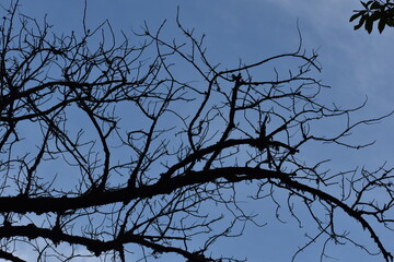 old tree branch and blue sky