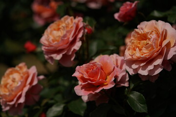 Light Pink Flower of Rose 'Umilo' in Full Bloom
