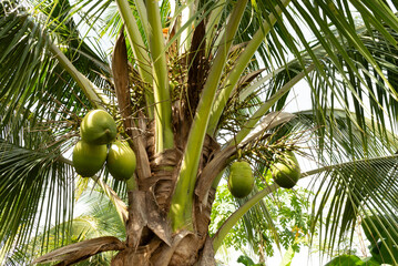 Coconut tree, Cocos nucifera,  palm tree family