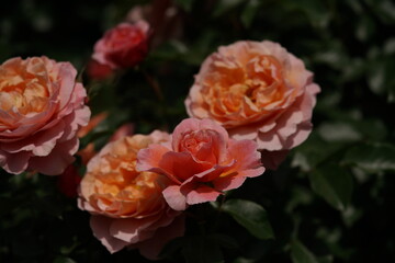 Light Pink Flower of Rose 'Umilo' in Full Bloom
