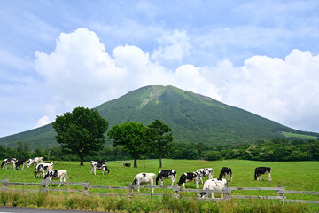 初夏の大山のまきばのみるくの里で放牧された牛