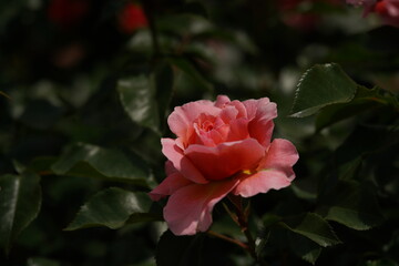 Light Pink Flower of Rose 'Umilo' in Full Bloom
