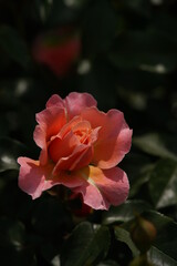 Light Pink Flower of Rose 'Umilo' in Full Bloom
