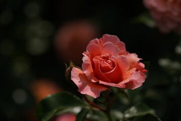 Light Pink Flower of Rose 'Umilo' in Full Bloom
