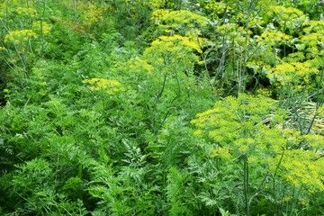 Obraz premium green grass background