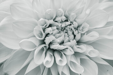 Fototapeta na wymiar white, fragrant, full bloom dahlia
