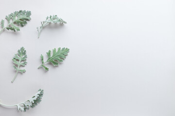 Silver-green leaves of Senecio cineraria on pastel grey background. Natural plants composition with copy space, flat lay