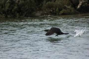 Obraz premium corvo marinho