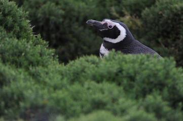The Magellanic penguin (Spheniscus magellanicus).  It is the most numerous of the Spheniscus penguins.