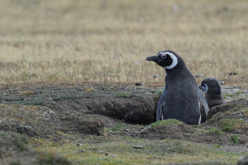 The Magellanic penguin (Spheniscus magellanicus).  It is the most numerous of the Spheniscus penguins.