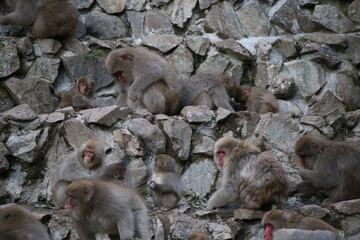 Obraz premium Macachi giapponesi a Jigokudani
