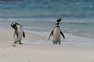 The Magellanic penguin (Spheniscus magellanicus).  It is the most numerous of the Spheniscus penguins.