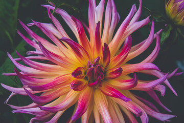 pink-yellow, fragrant, fully blooming dahlia